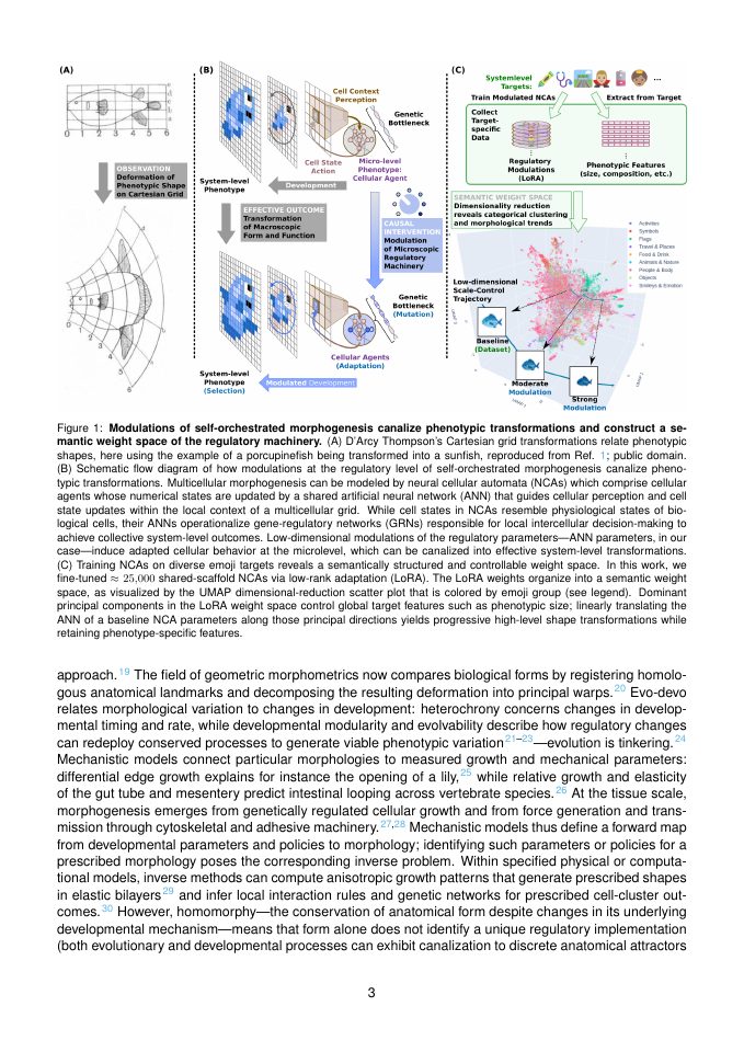 Page 3 of On Growth and Form, and Function: Reusable Regulatory Handles Control Phenotypic Variation